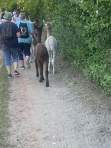 Auf einem Wanderweg sind Wanderer und Alpaka-Tiere zu sehen.
