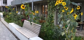 Bild: Sonnenblumenfeld mit Kiezbank