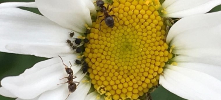 Bannerbild Blüte in Großaufnahme mit Ameisen