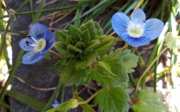 zwei blaue Blüten neben grünen Blättern